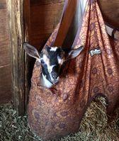 Goats for sale in Fernandina Beach Florida
