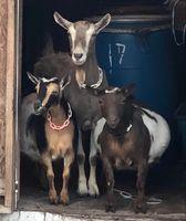 Goats for sale in Fernandina Beach Florida