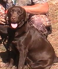 AKC CHOCOLATE LABRADOR RETRIEVERS FOR SALE IN FERNANDINA BEACH FLORIDA