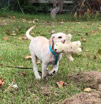 OSBORNE RANCH KENNELS LLC