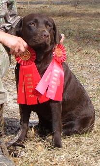 AKC CHOCOLATE LABRADOR RETRIEVERS FOR SALE IN FERNANDINA BEACH FLORIDA