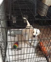 YELLOW LABS FOR SALE