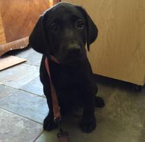 RETRIEVER TRAINING FOR PUPPIES