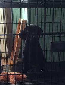 LABRADOR PUPPIES FOR SALE