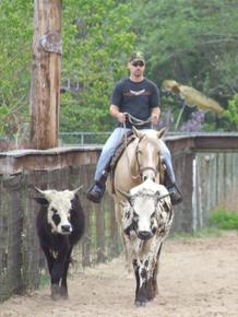 Palomino Mare for Sale