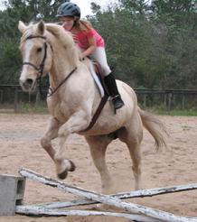 Hunt Seat Horse for Sale