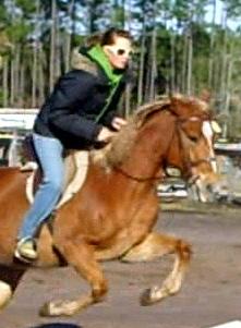 Quarter horse gelding for sale