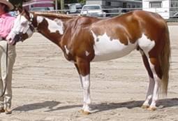 Paint Stallion/stud in Florida