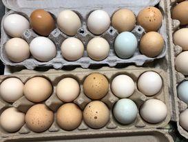 Farm Fresh Eggs for Sale in Fernandina Beach Florida