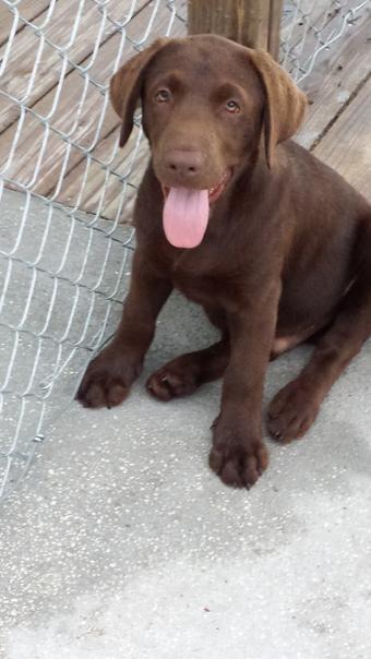 Chocolate Lab for Sale