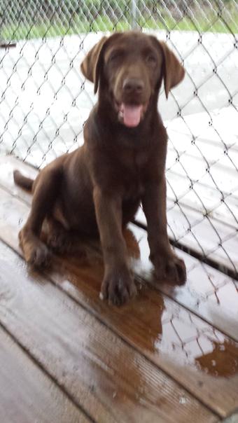 Chocolate Labrador for Sale
