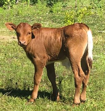 Cows for Sale in Fernandina Beach Florida