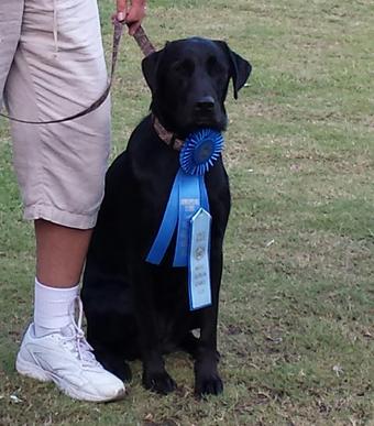 AKC REGISTERED LABRADORS FOR SALE IN FLORIDA