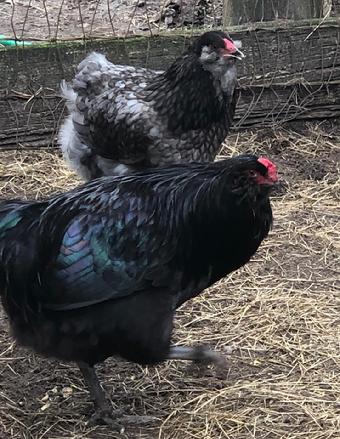 Blue, Black, Splash Ameraucana hatching eggs and Chicks for sale in Florida