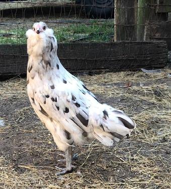 Splash Ameraucana Chicks and Hatching Eggs for Sale