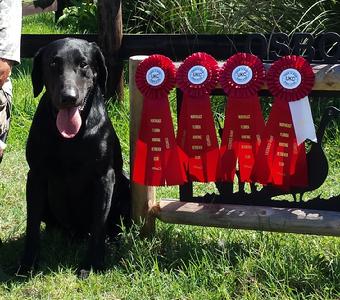 Retriever Training