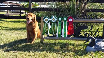 RETRIEVER TRAINING