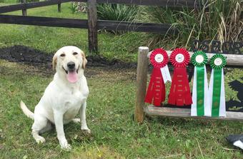 ACK REGISTERED YELLOW LABRADORS RETRIEVERS FOR SALE IN FLORIDA