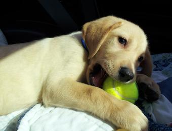 Yellow Lab Puppies for Sale