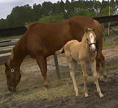 AQHA Mare for sale