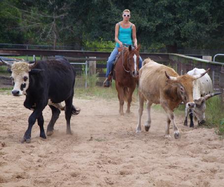 AQHA Mare for Sale Cow Horse