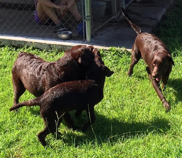 Labrador Retriever Puppies For Sale
